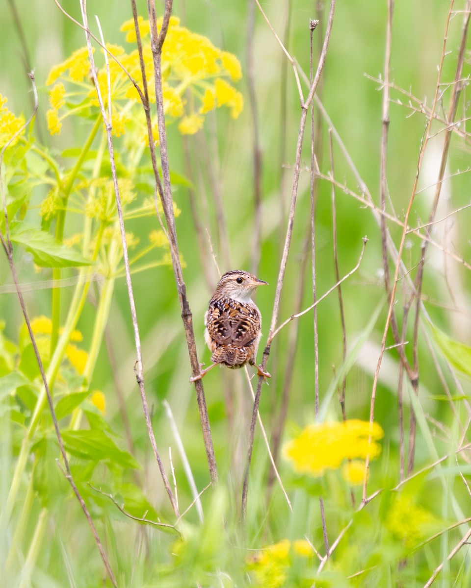 Sedge Wren - Will Carlson