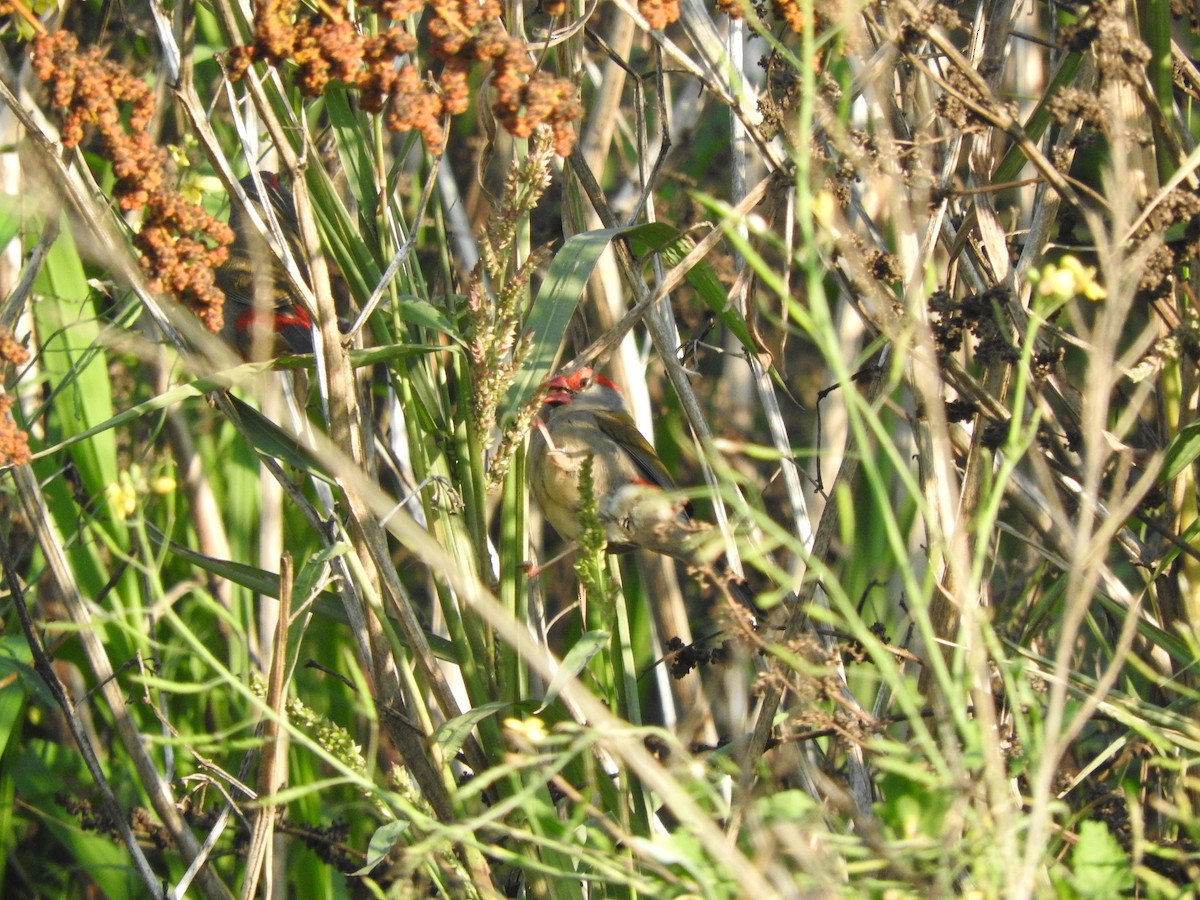 Red-browed Firetail - ML619652654