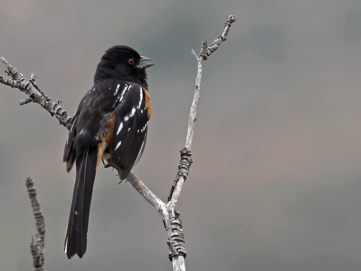 Spotted Towhee - Robert Hamilton