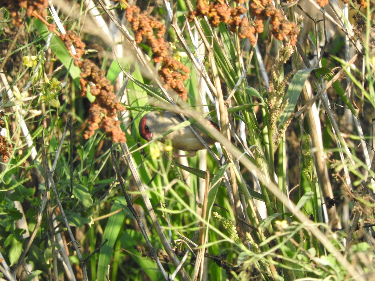 Red-browed Firetail - Archer Callaway