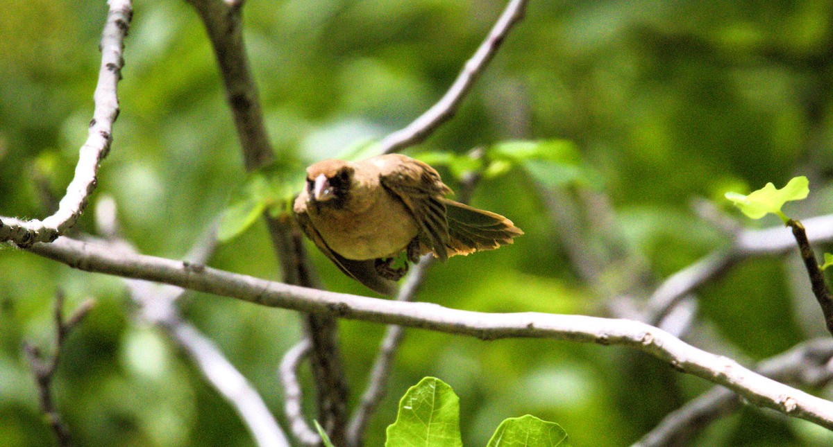 Abert's Towhee - Don Carney