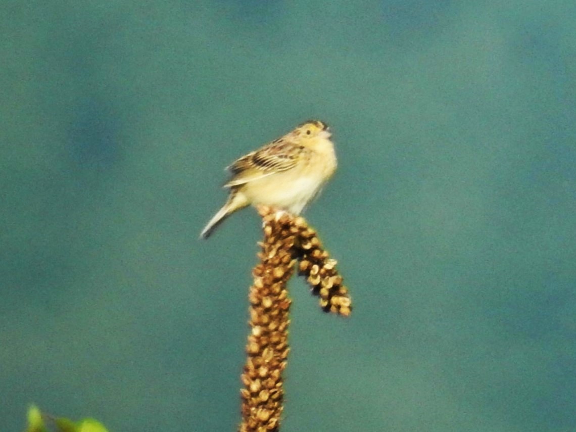 Grasshopper Sparrow - ML619652664