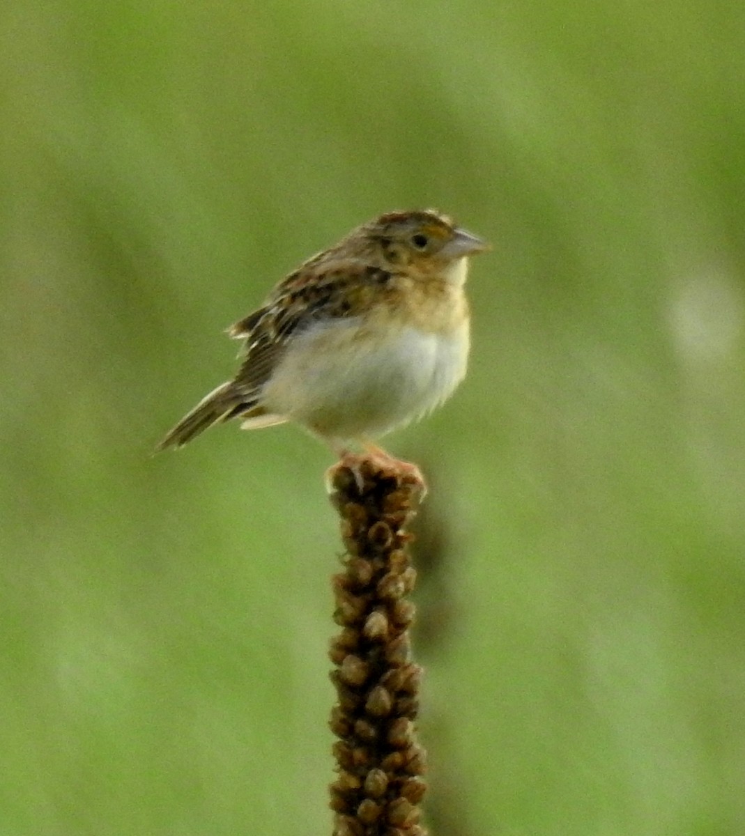 Grasshopper Sparrow - ML619652679