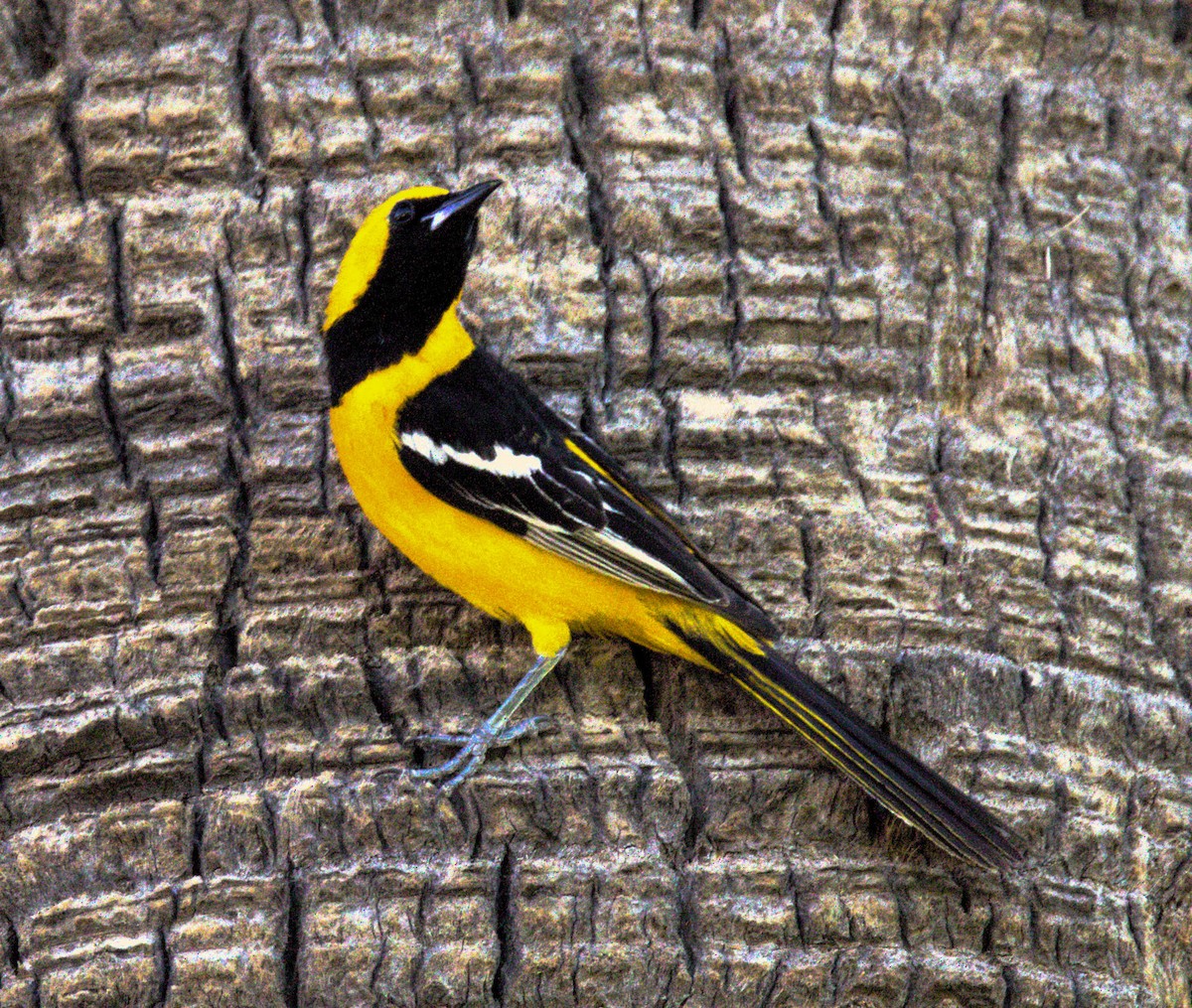 Hooded Oriole - Don Carney