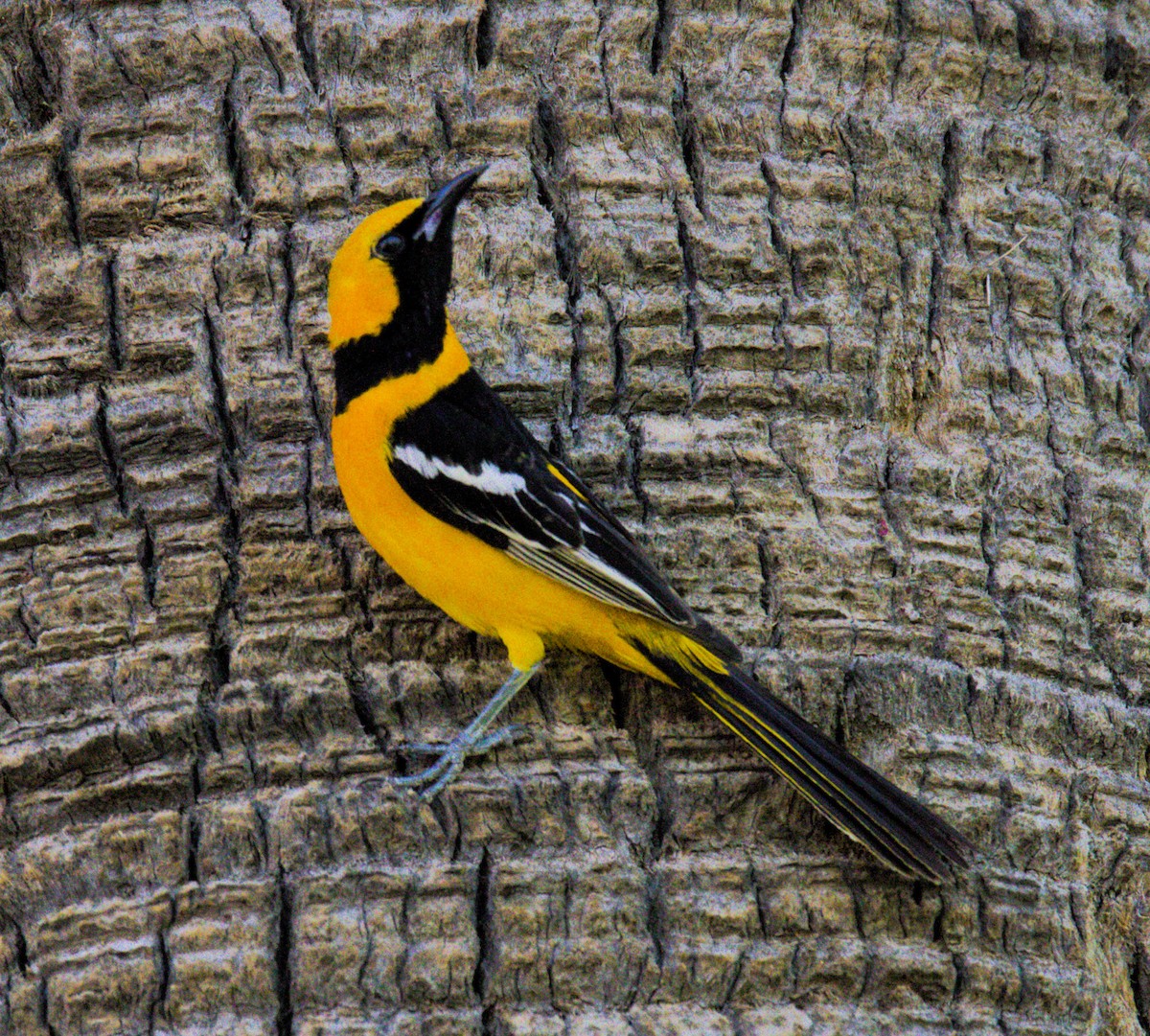 Hooded Oriole - Don Carney