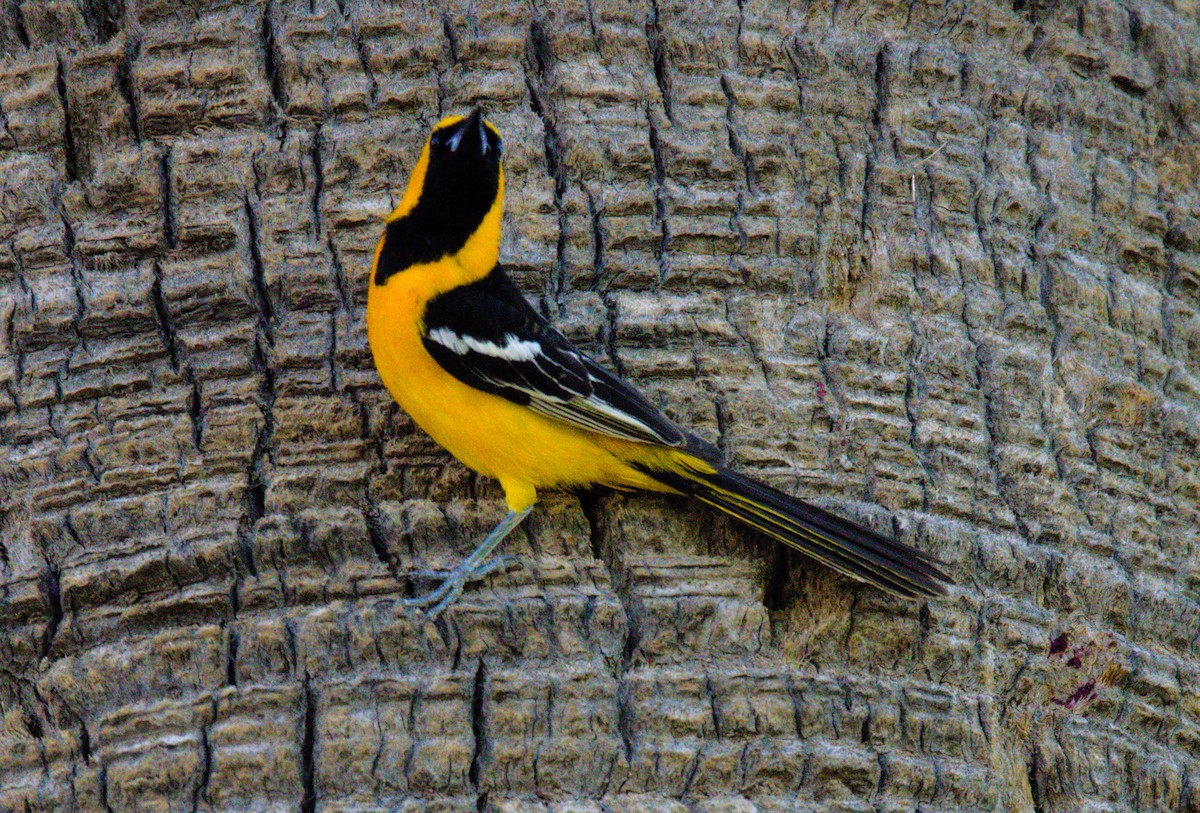 Hooded Oriole - Don Carney