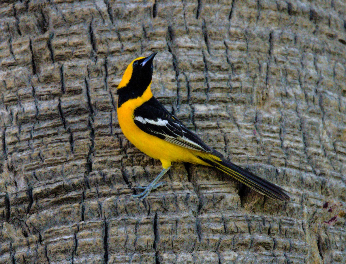 Hooded Oriole - Don Carney