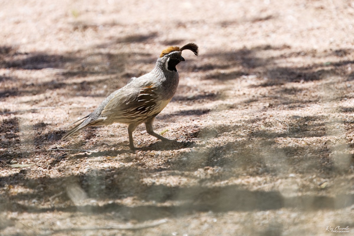 Gambel's Quail - Ray Chiarello