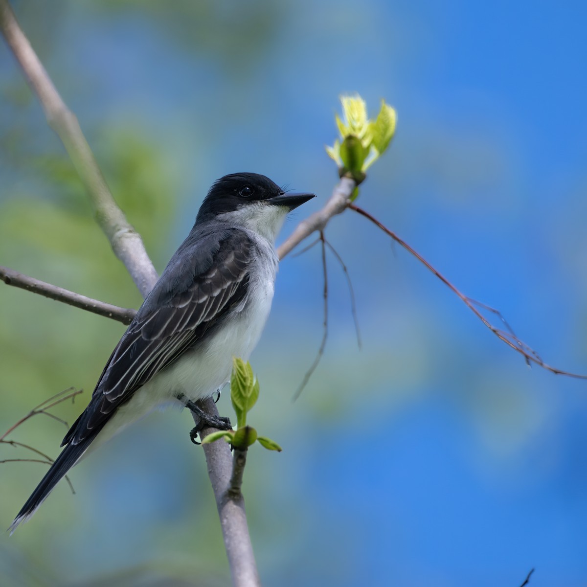 Eastern Kingbird - Christine Pelletier et (Claude St-Pierre , photos)