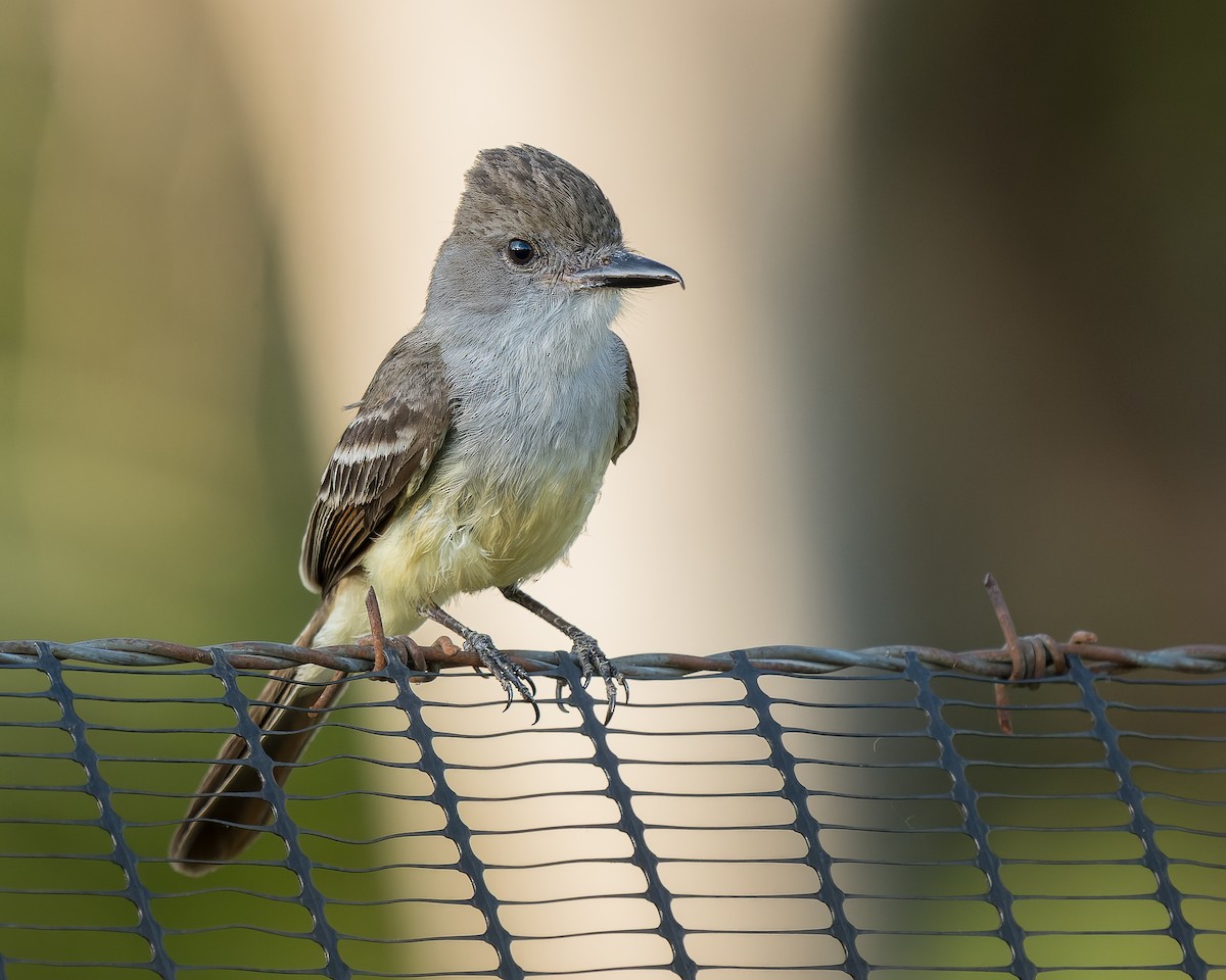 Brown-crested Flycatcher - Jairo Cadavid