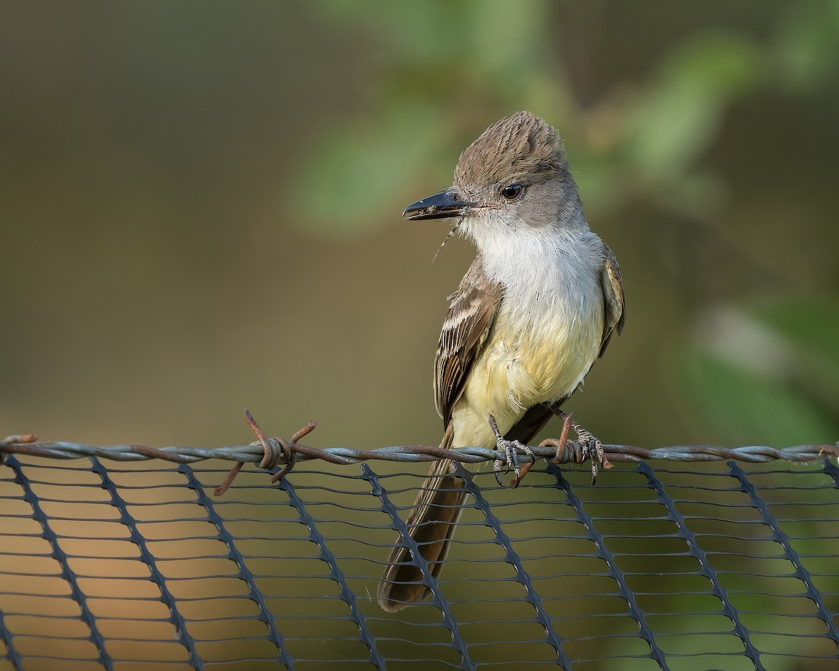 Brown-crested Flycatcher - Jairo Cadavid