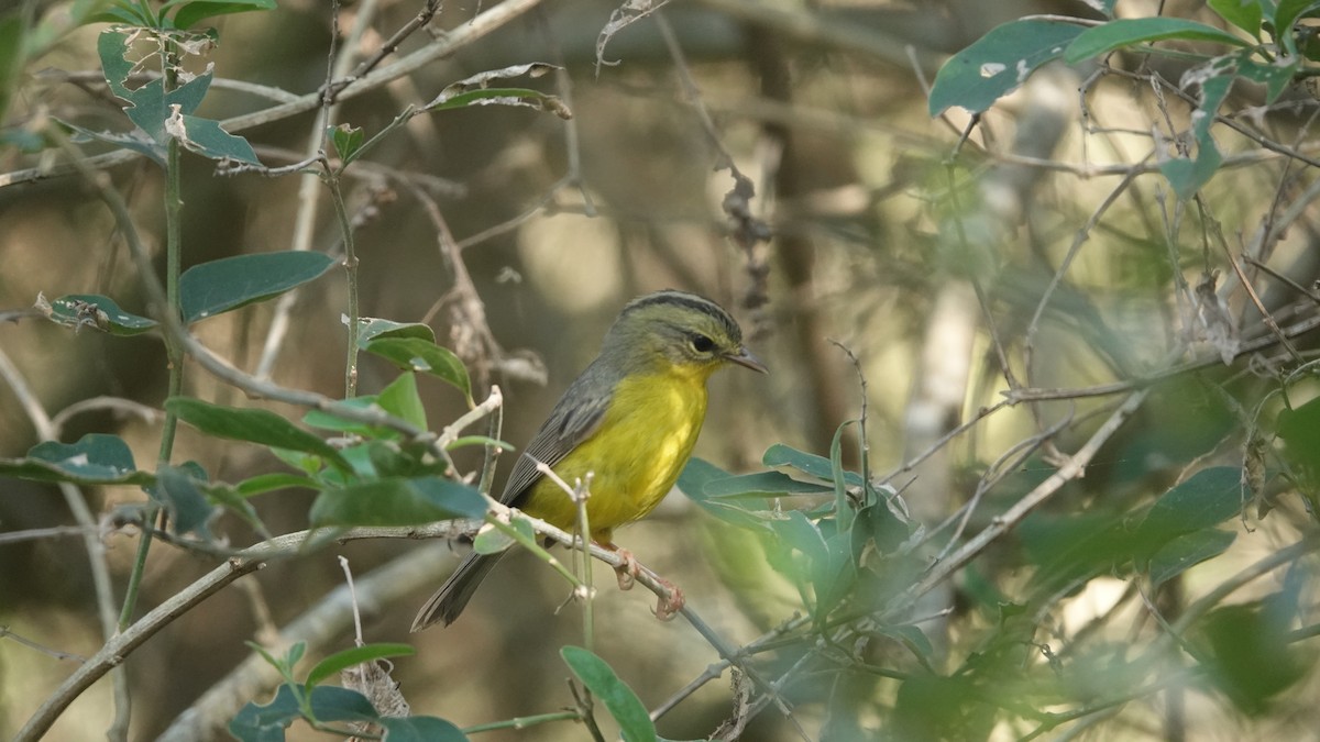 Golden-crowned Warbler - leo wexler-mann