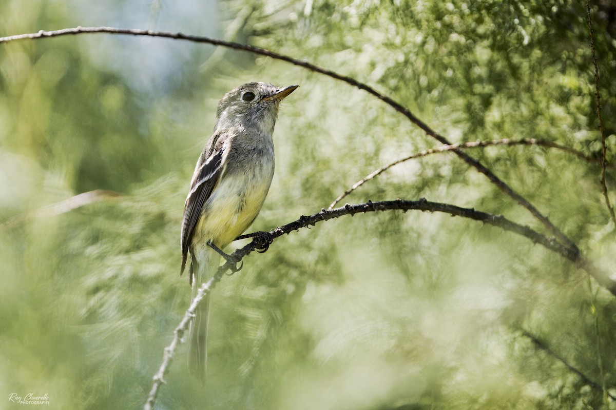 Dusky Flycatcher - Ray Chiarello