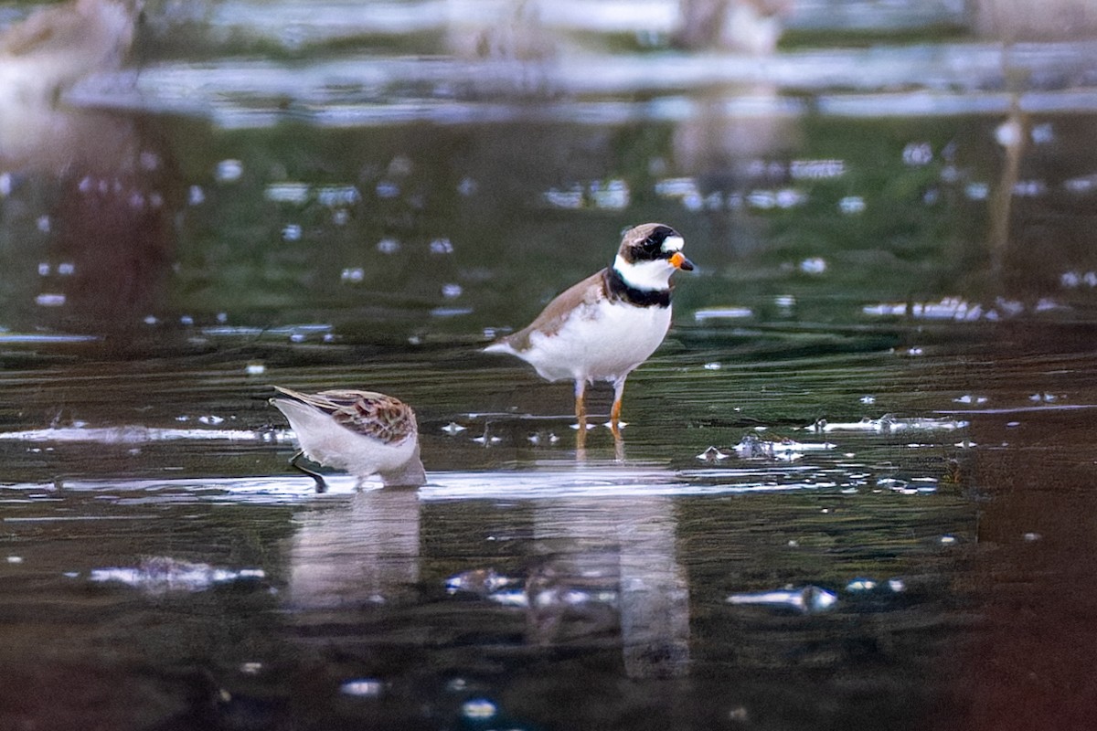 Semipalmated Plover - M Brown