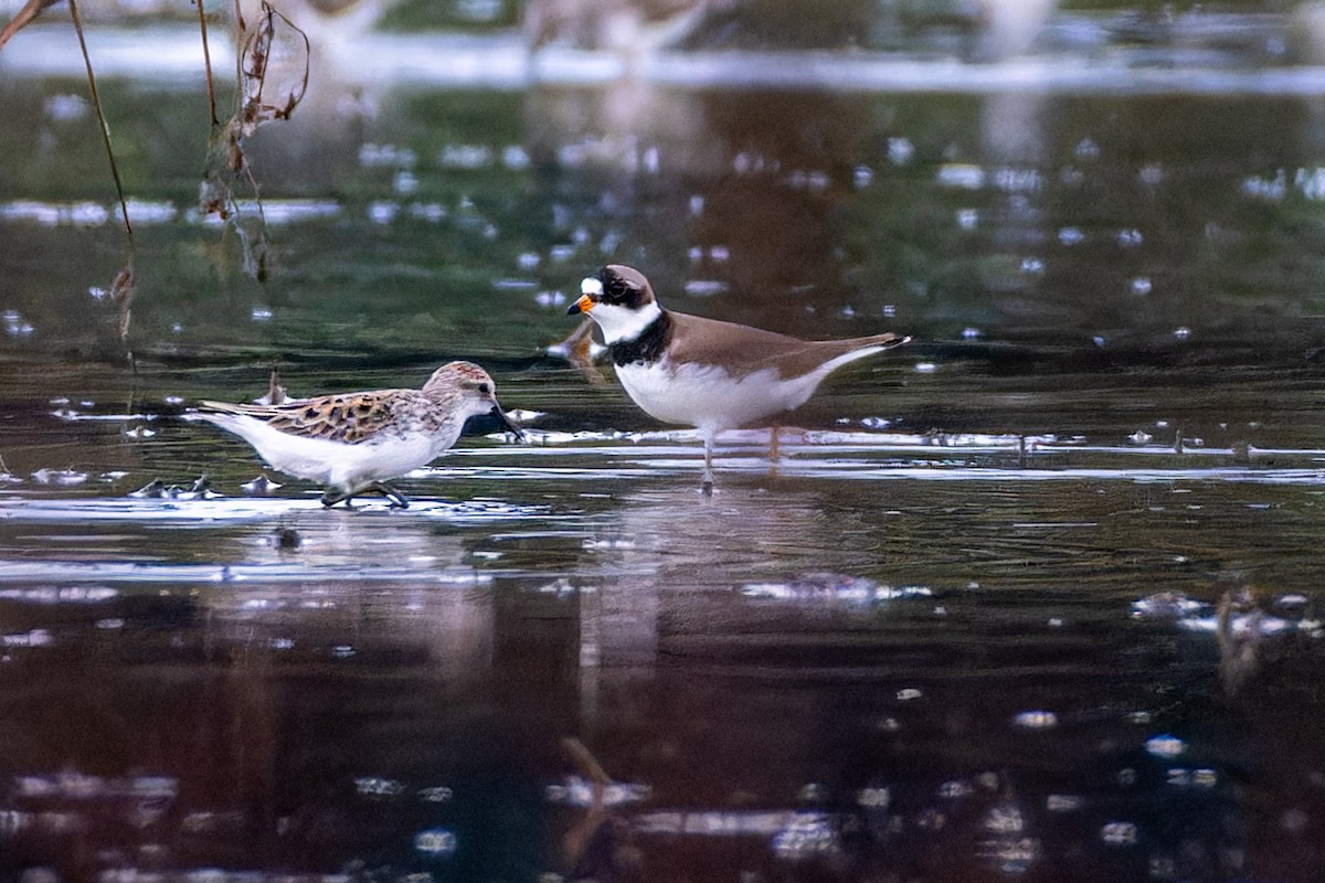 Semipalmated Plover - M Brown