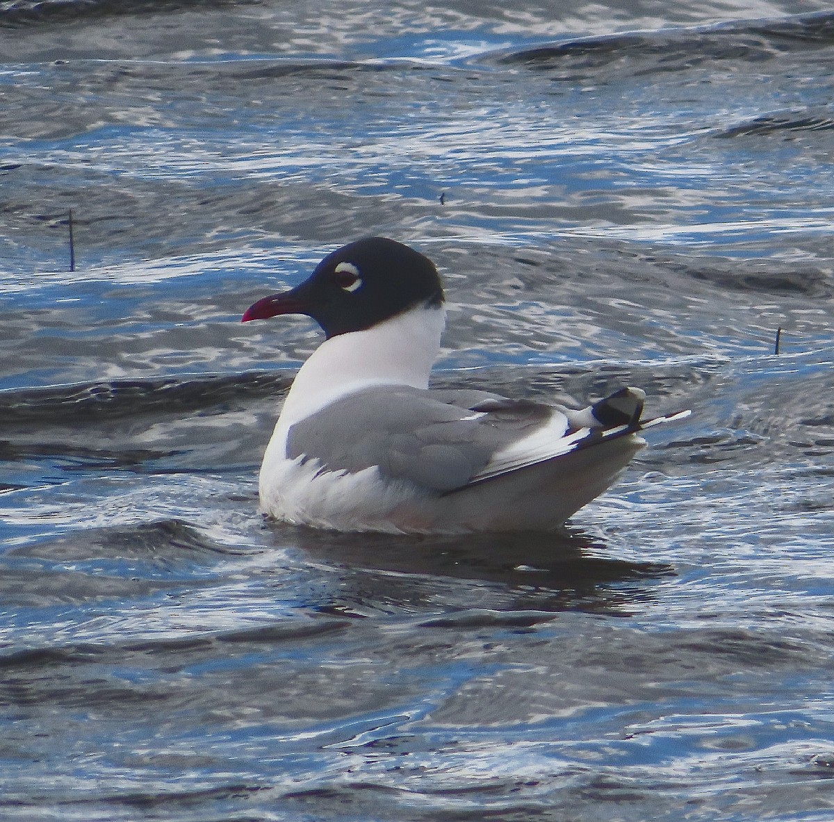 Franklin's Gull - Bonnie Roemer