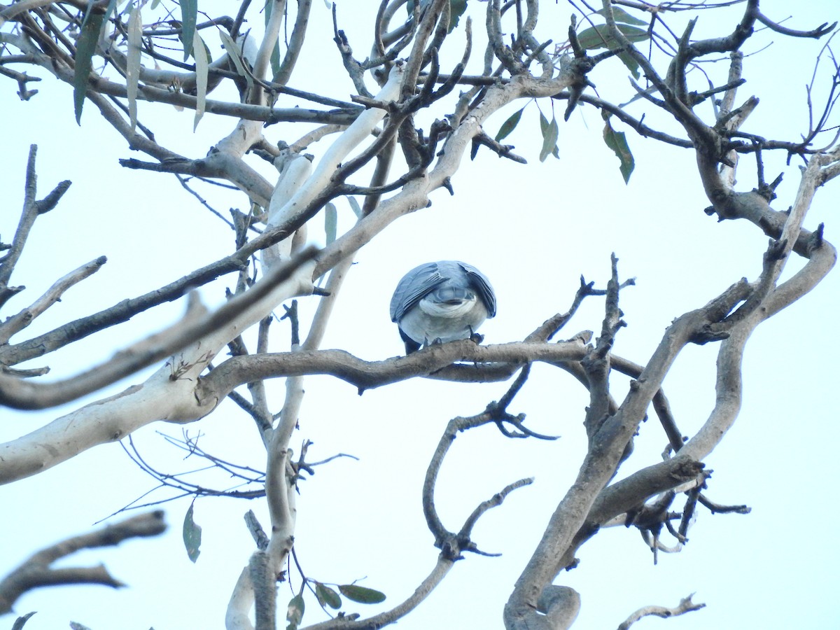 Black-faced Cuckooshrike - Archer Callaway