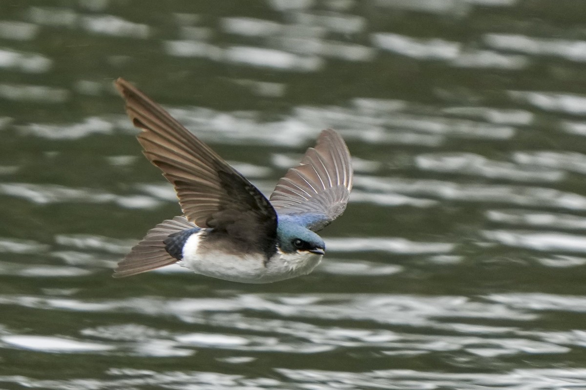 Tree Swallow - Steven Hunter