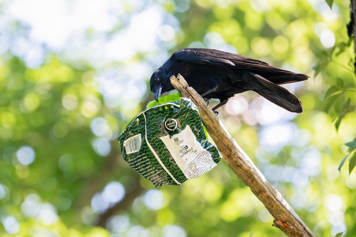 Fish Crow - Karen Szafrajda