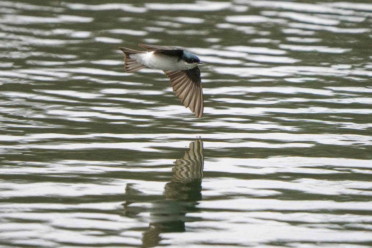 Tree Swallow - Steven Hunter