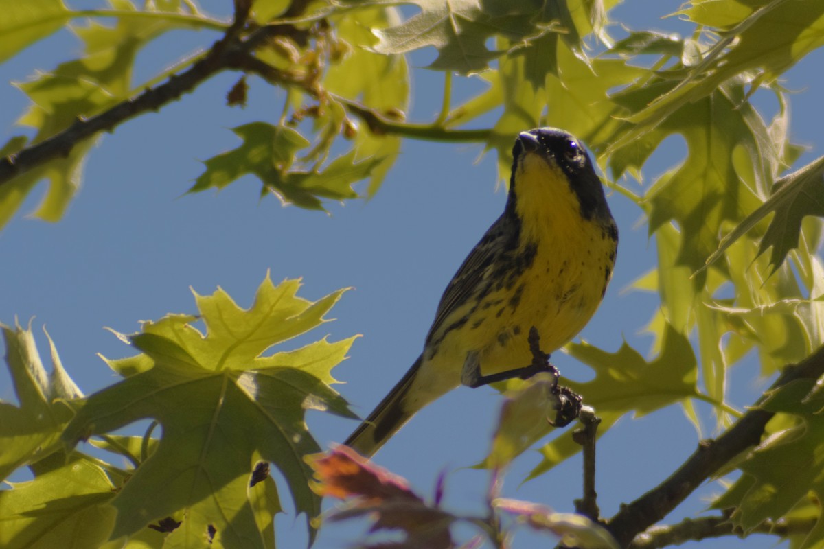 Kirtland's Warbler - Edward Hicks