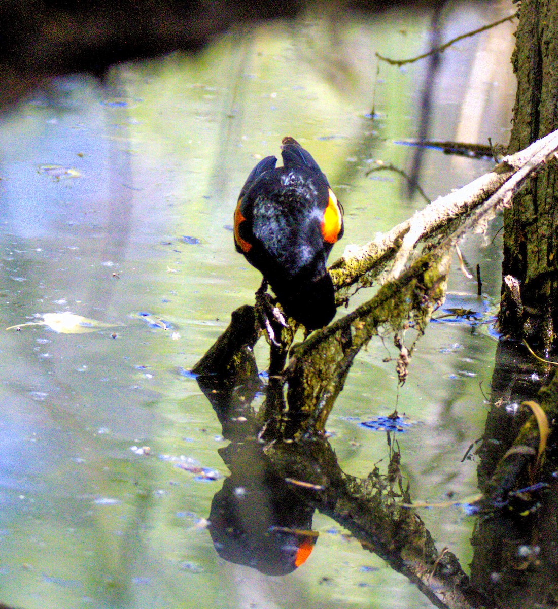 Red-winged Blackbird - Don Carney