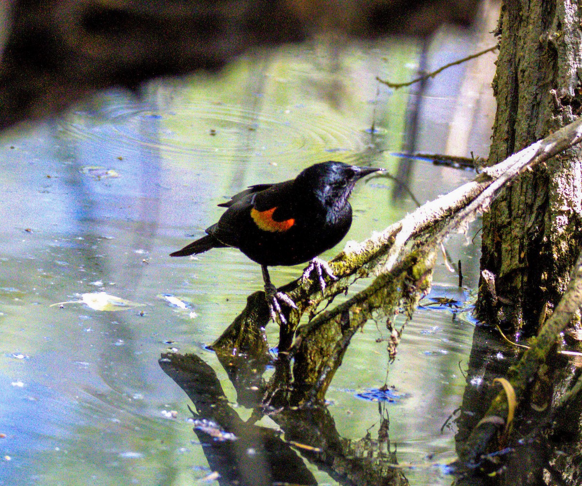 Red-winged Blackbird - Don Carney