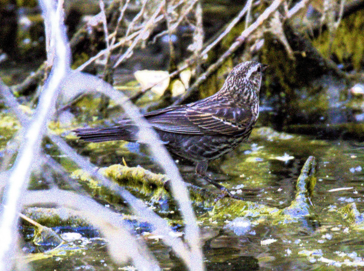 Red-winged Blackbird - Don Carney