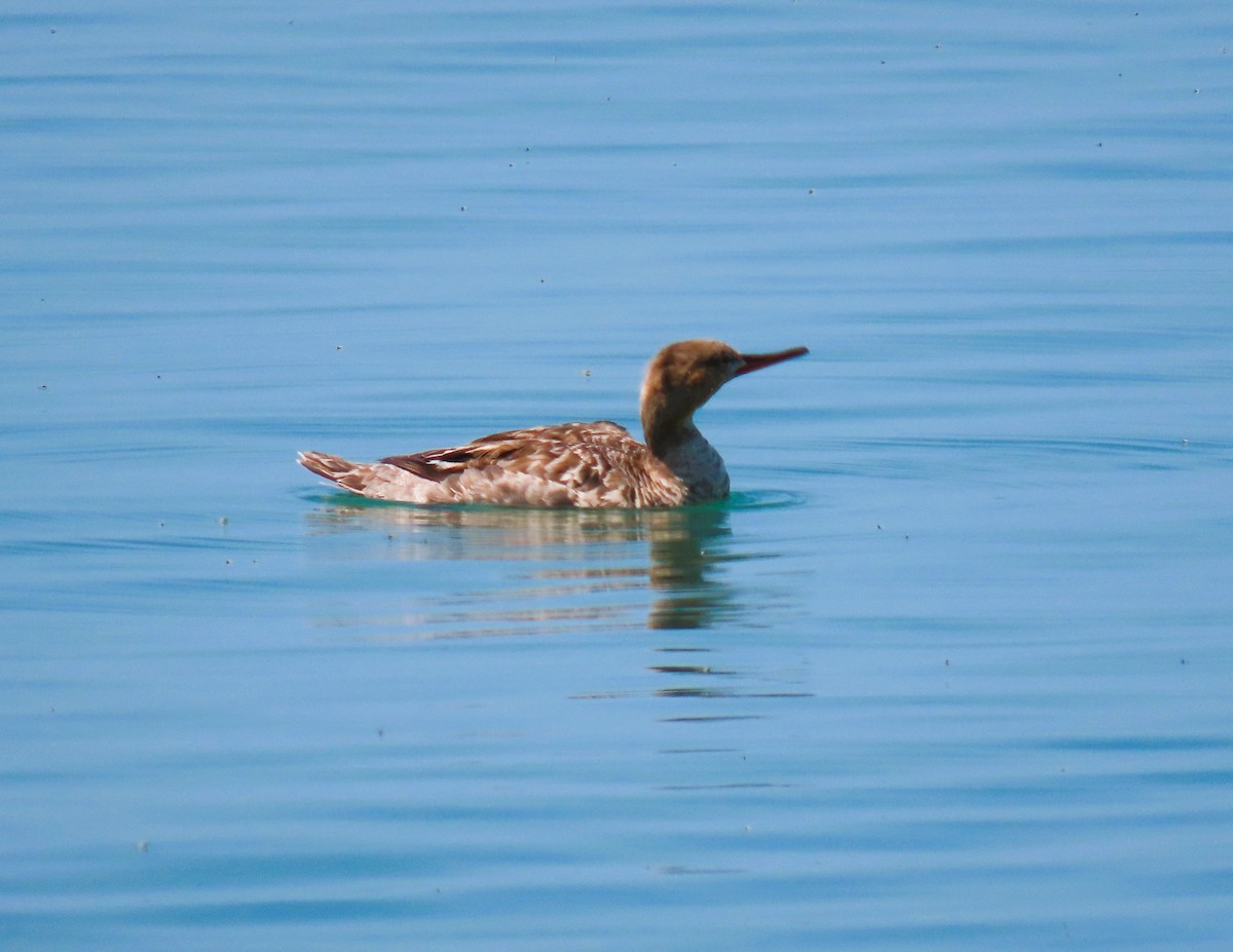 Red-breasted Merganser - Alfred Scott