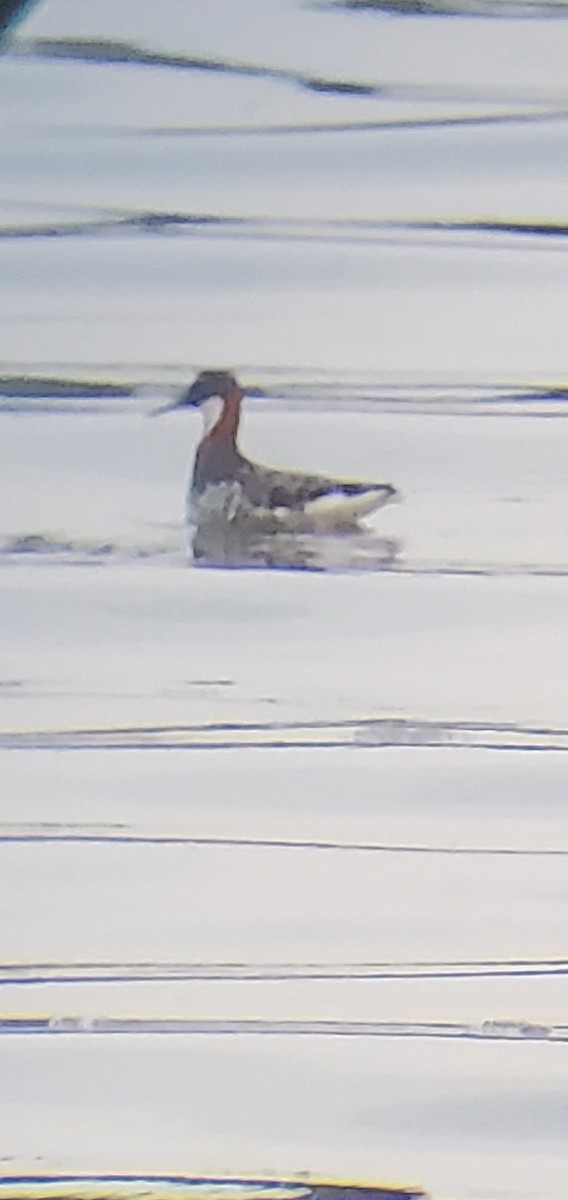 Red-necked Phalarope - ML619652735