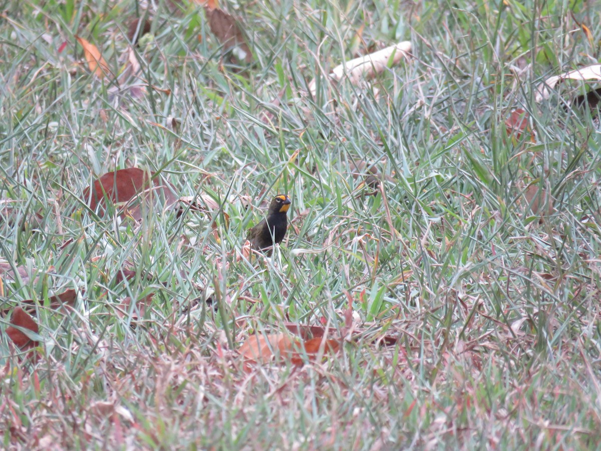 Yellow-faced Grassquit - Sam Holcomb