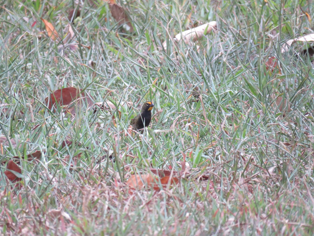 Yellow-faced Grassquit - Sam Holcomb