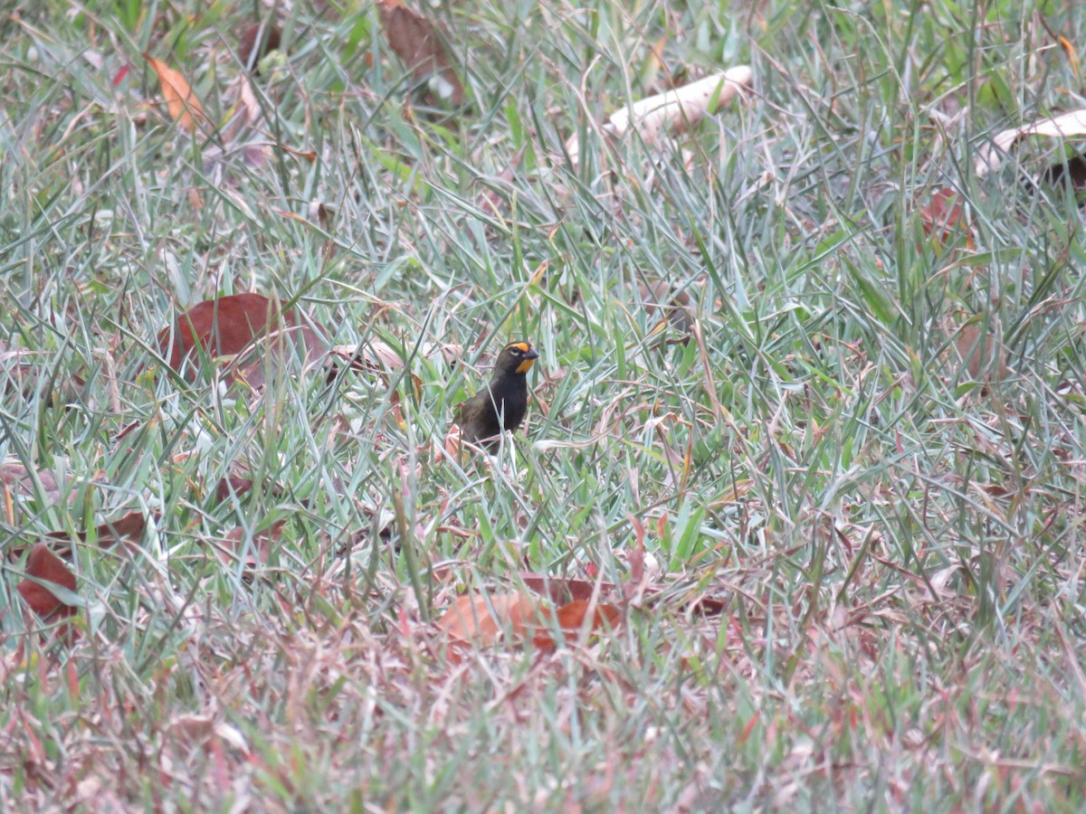 Yellow-faced Grassquit - Sam Holcomb