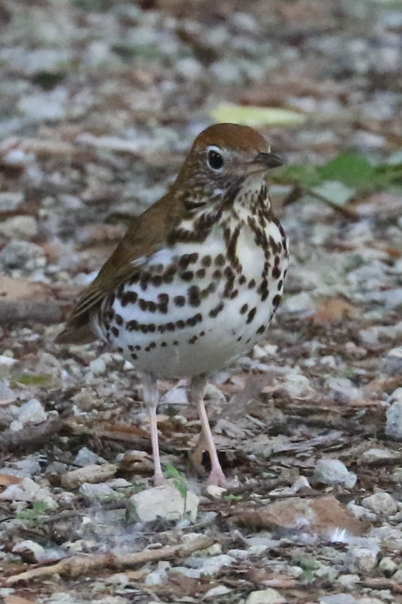 Wood Thrush - Jennifer Allison