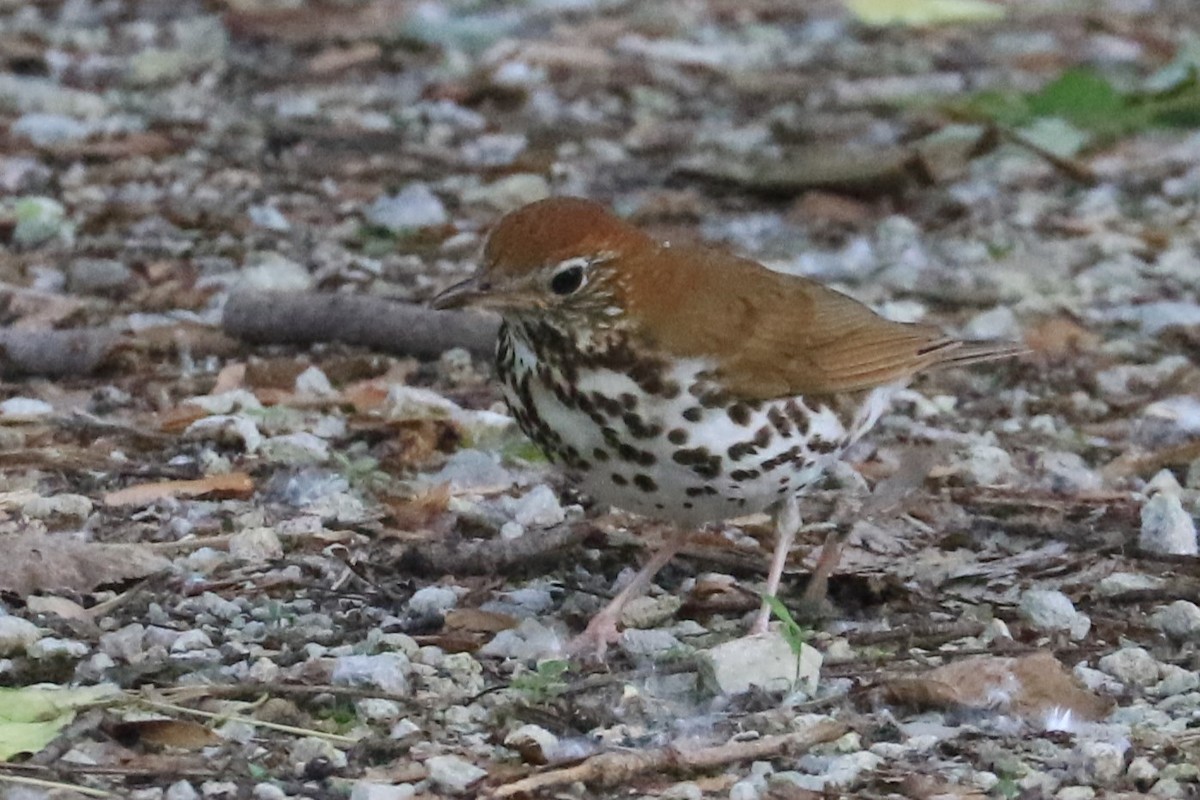 Wood Thrush - Jennifer Allison