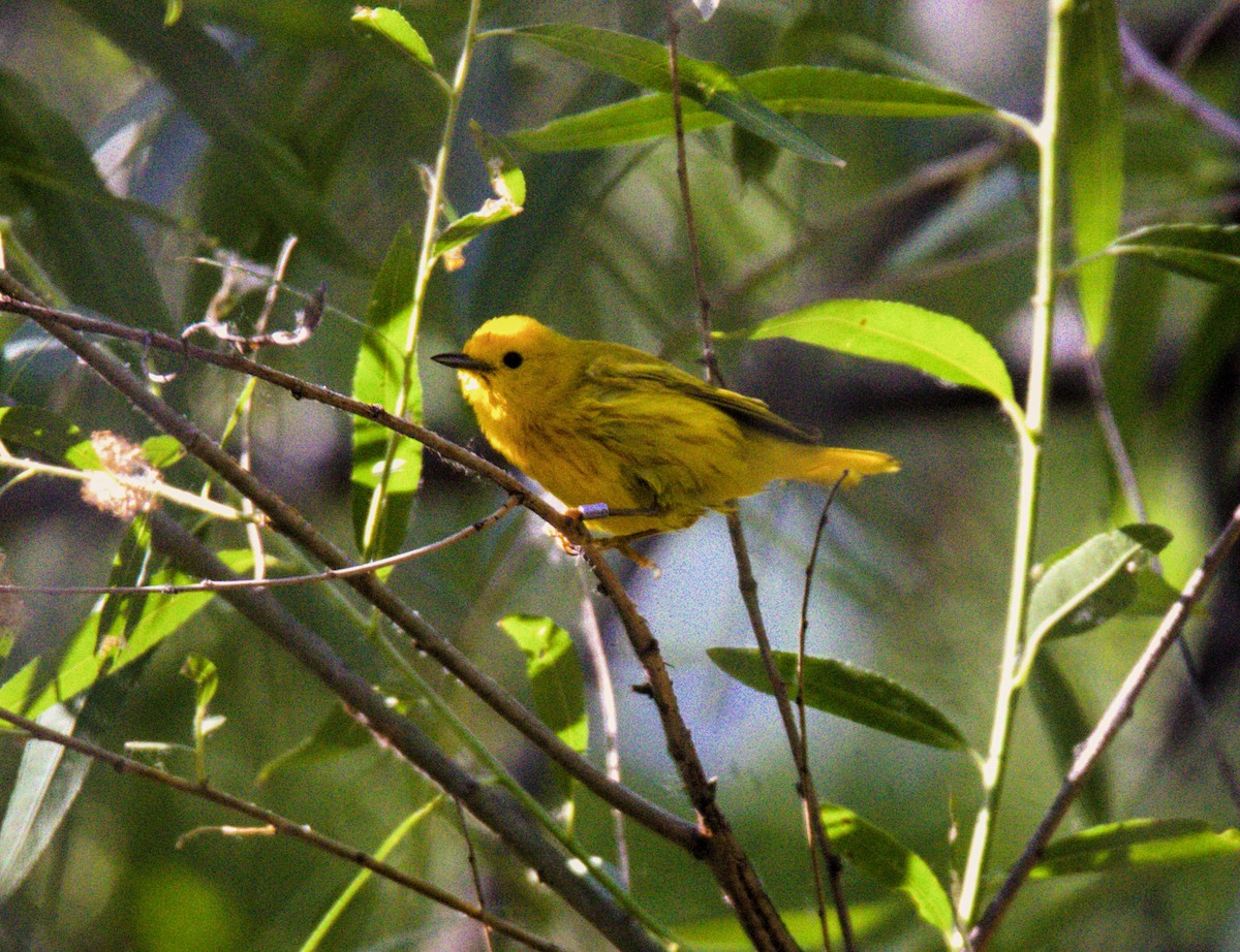 Yellow Warbler - Don Carney