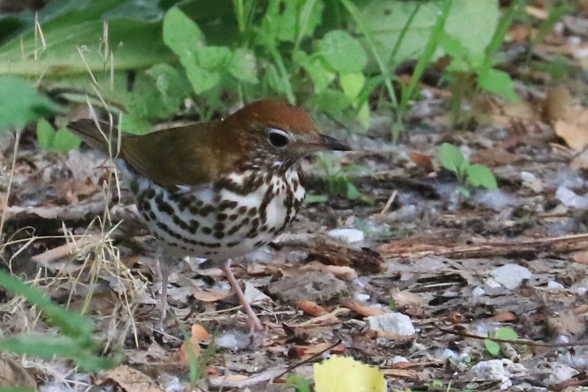 Wood Thrush - Jennifer Allison