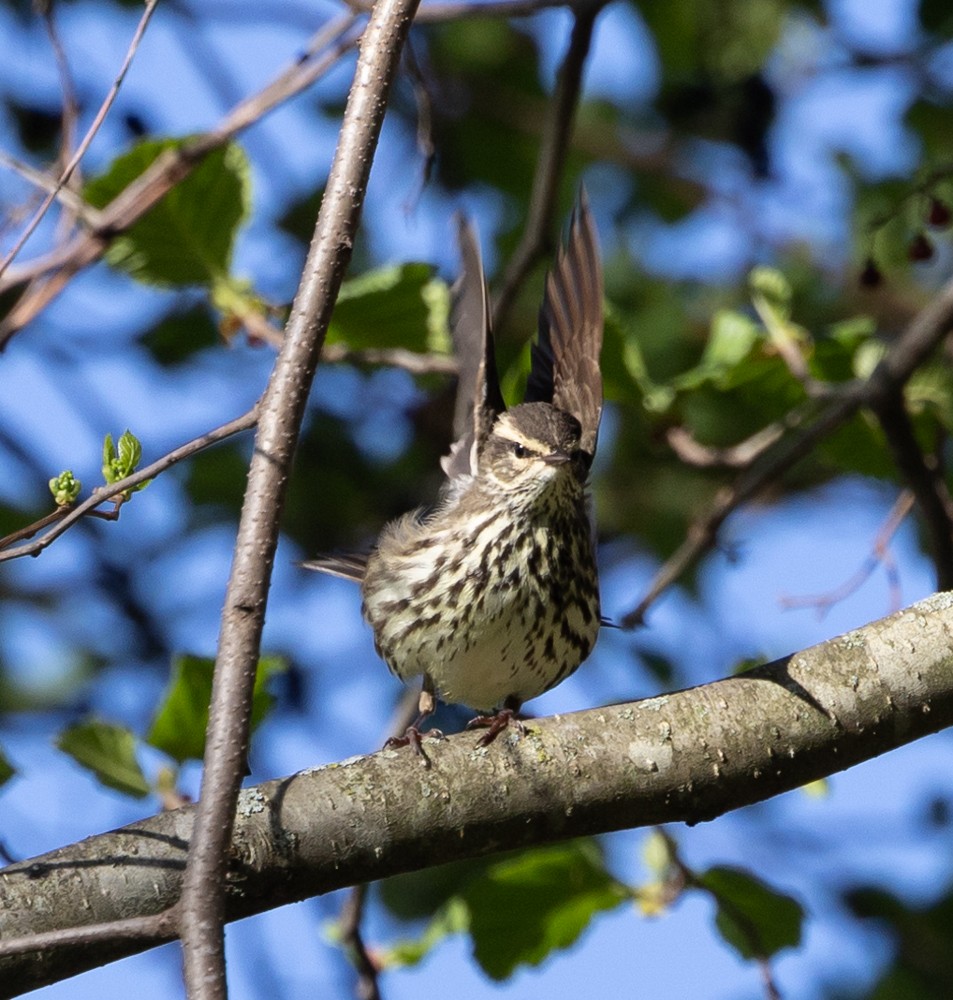 Northern Waterthrush - ML619652771