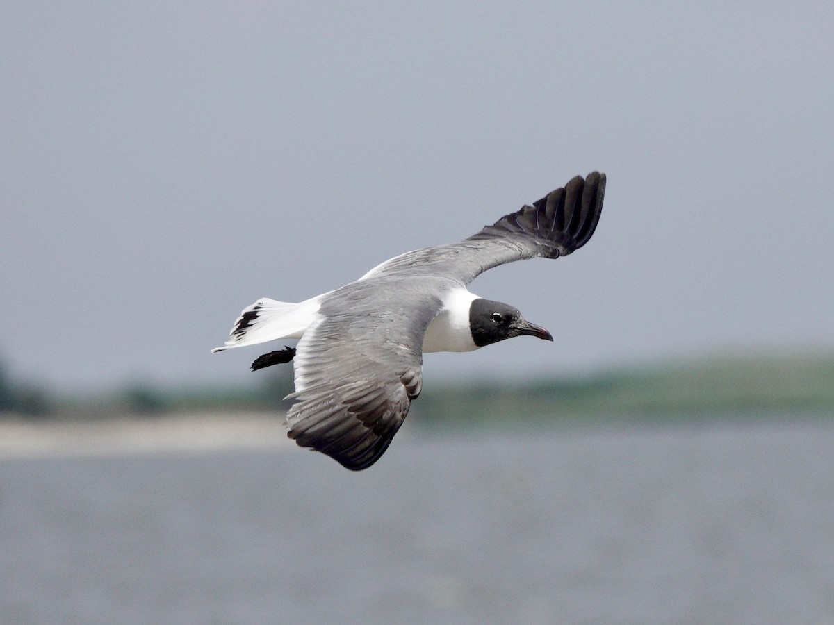 Laughing Gull - Yi-Ying Lee