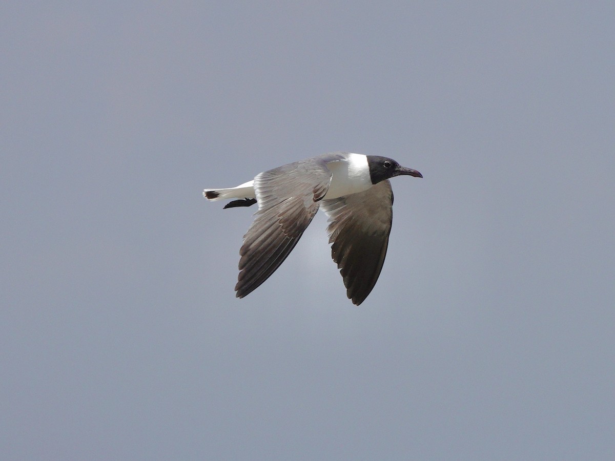 Laughing Gull - Yi-Ying Lee