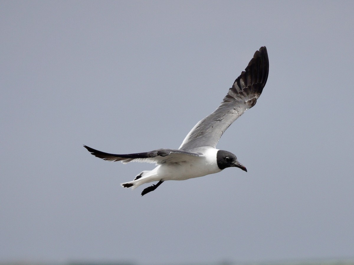 Laughing Gull - Yi-Ying Lee