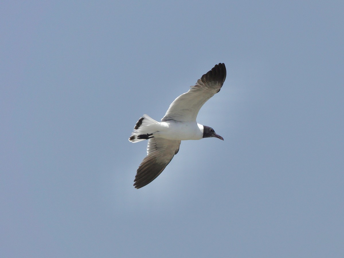 Laughing Gull - Yi-Ying Lee