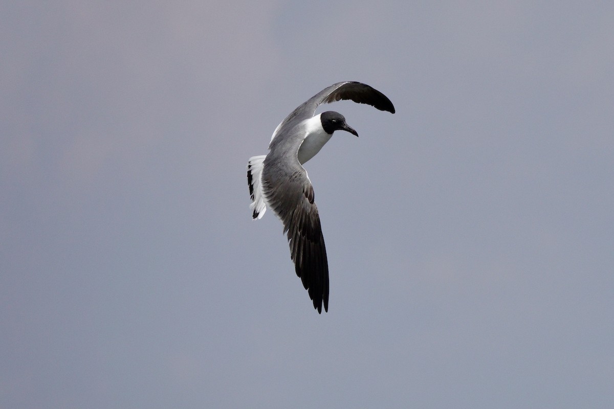 Laughing Gull - Yi-Ying Lee