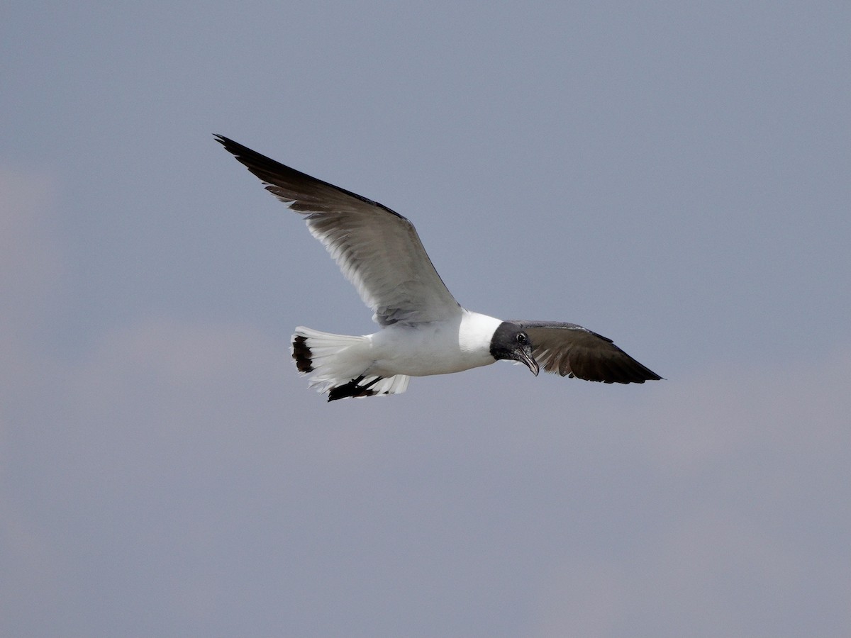 Laughing Gull - Yi-Ying Lee