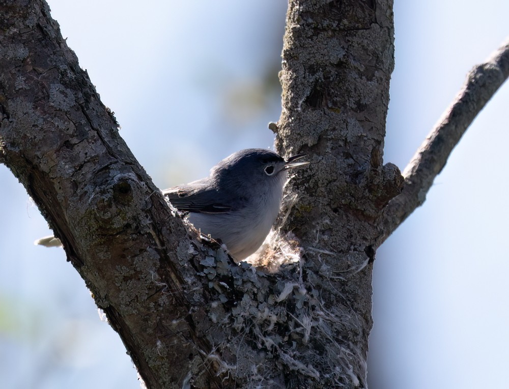 Blue-gray Gnatcatcher - Carl & Judi Manning