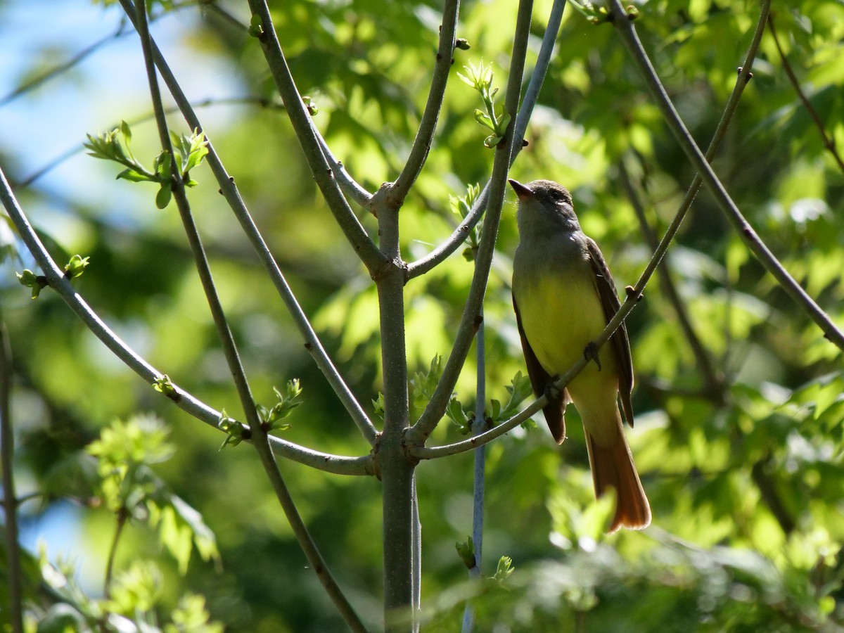 Great Crested Flycatcher - Bob Izumi