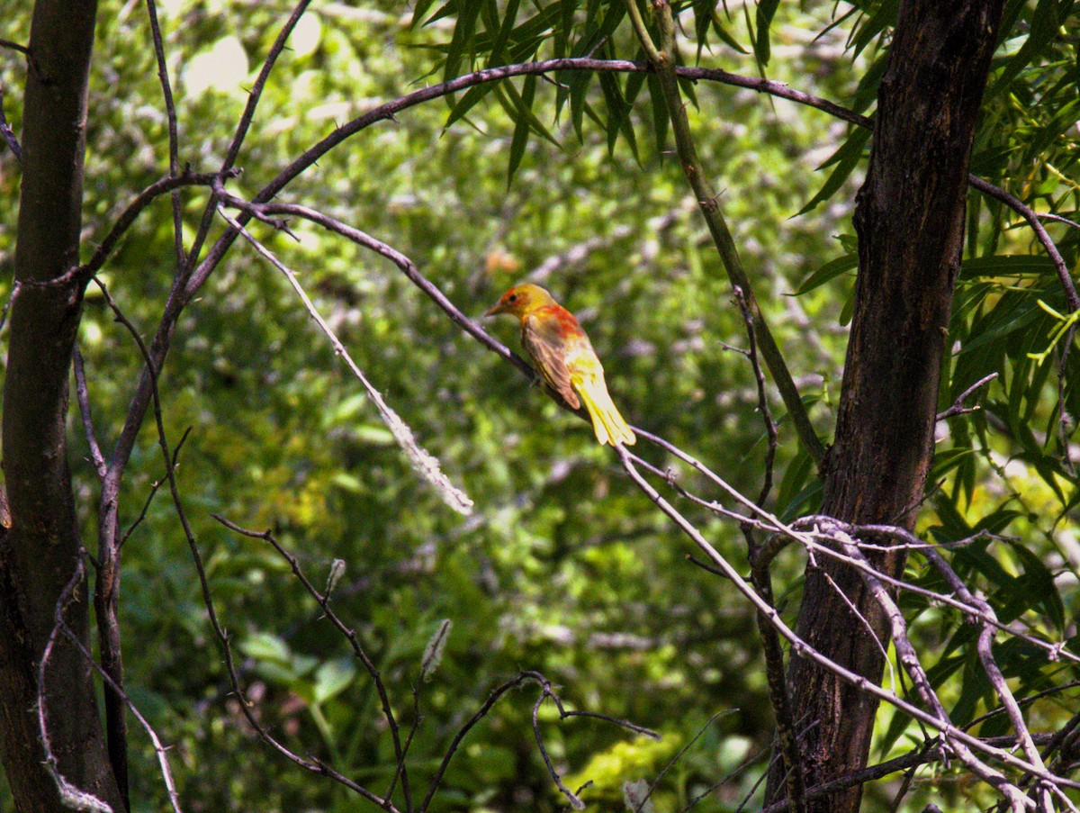 Summer Tanager - Don Carney