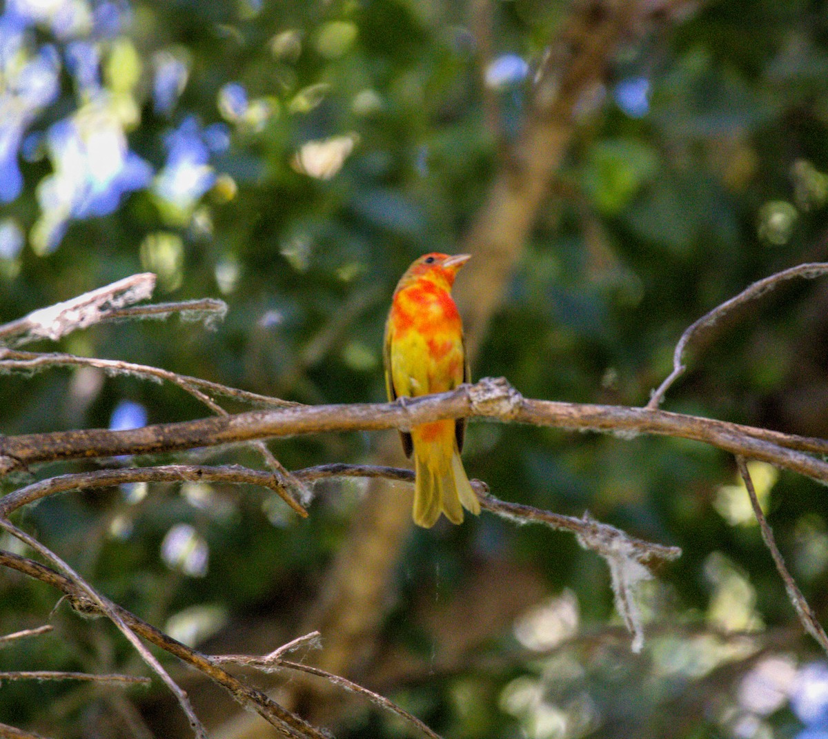 Summer Tanager - Don Carney