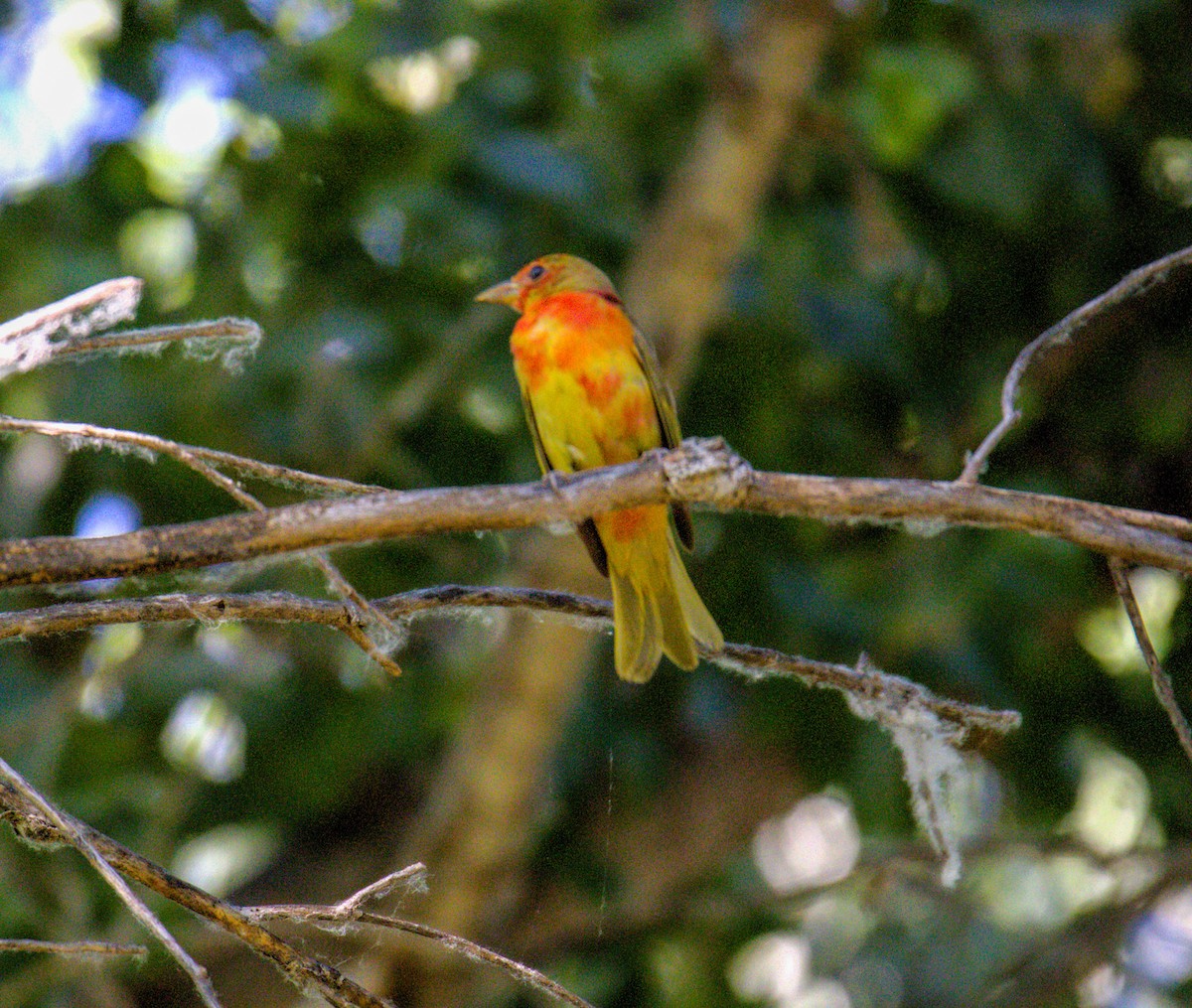 Summer Tanager - Don Carney