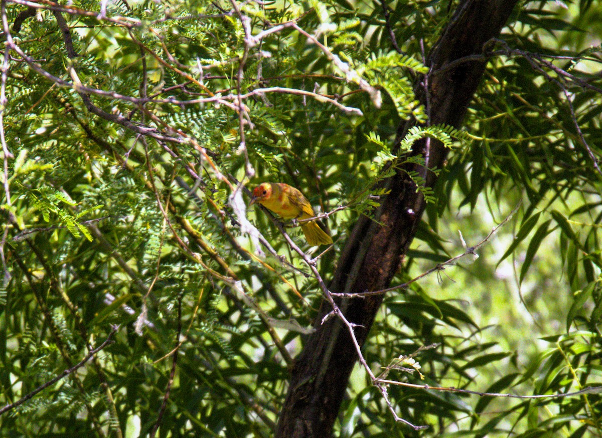 Summer Tanager - Don Carney